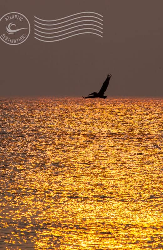 Vibrant sunset over the Atlantic Ocean with a soaring bird, showcasing stunning coastal scenery and scenic ocean views.