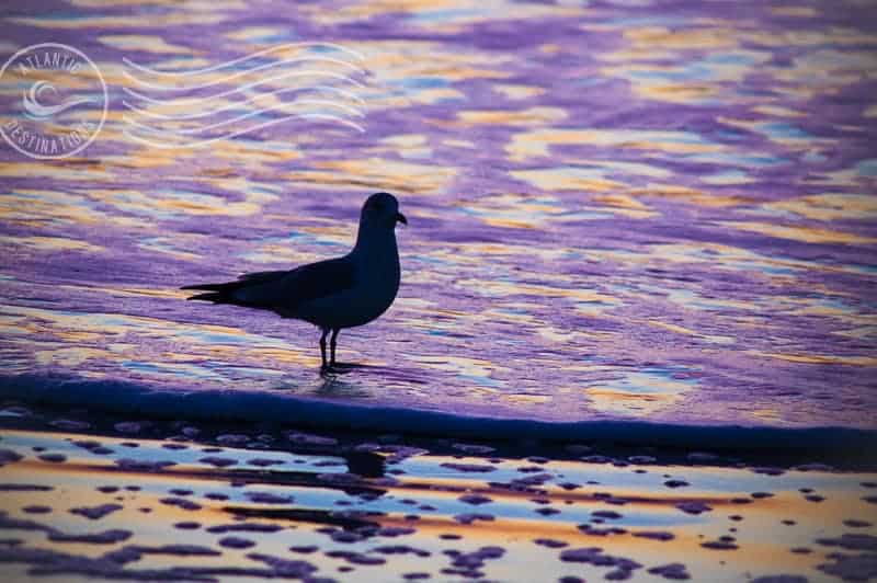 sunset and sunrise photos on vacation - sometimes it's not about including the sun in your shot.  This gull in colorful sun-drenched surf.