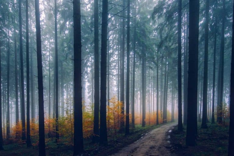 Forest bathing in Nova Scotia