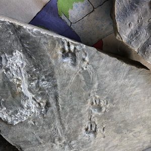 Fossilized dinosaur footprint on a stone slab, showcasing ancient prehistoric tracks.